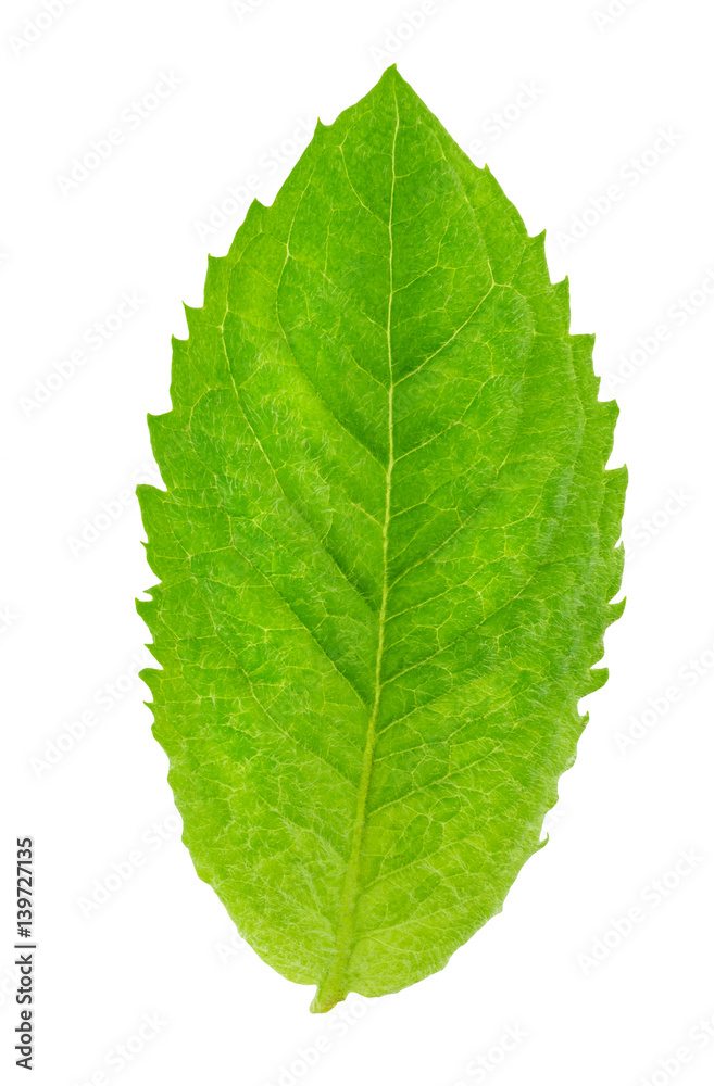 Fresh raw mint leaves isolated Fresh raw mint leaves isolated