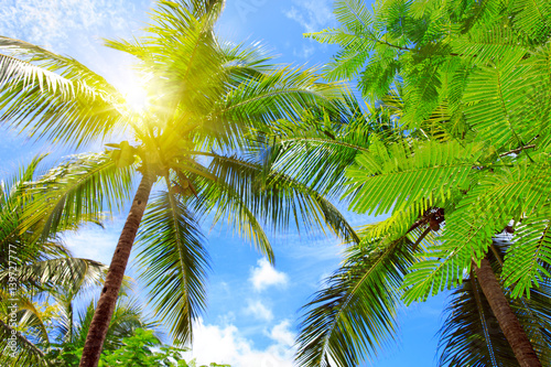 Beautiful tropical sunshine with palm tree and sun.