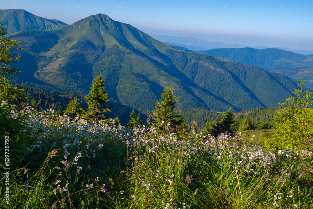 Alpine meadow covered with lush wildflowers Alpine meadow covered with lush wildflowers