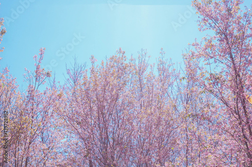 Wild Himalayan Cherry with blue sky photo