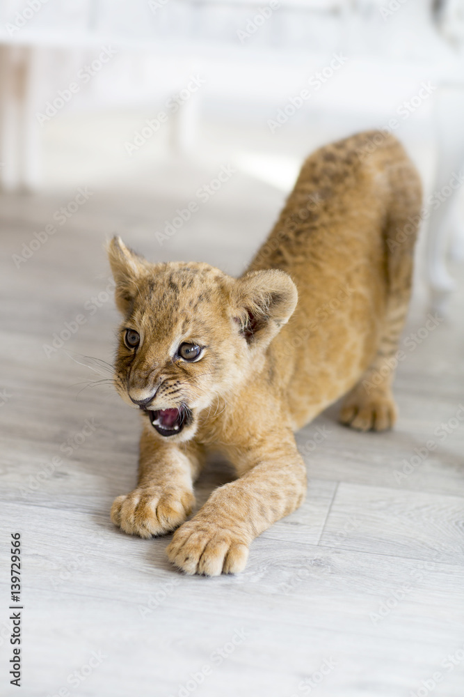 wild pet lion cub got angry and prepared to attack the enemy at home Stock  Photo | Adobe Stock