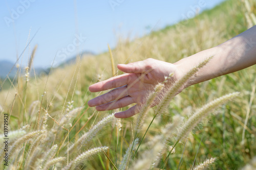 Hand gentlely touches the grass field