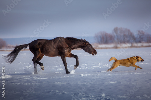 Black horse attacks a red dog  on snow