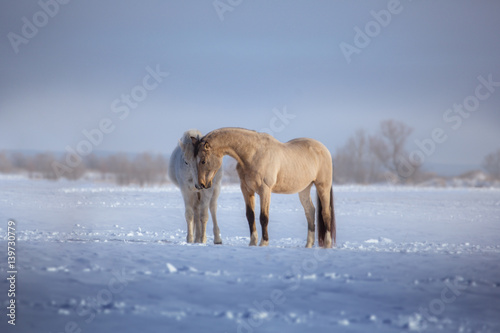 Two horses stay in snow. White and buckskin horses