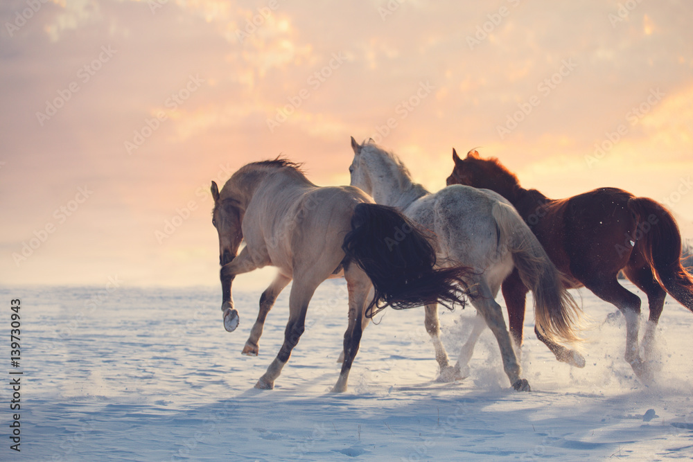 Three horses ran on snow to sanset. Buckskin, white and red horses galloping