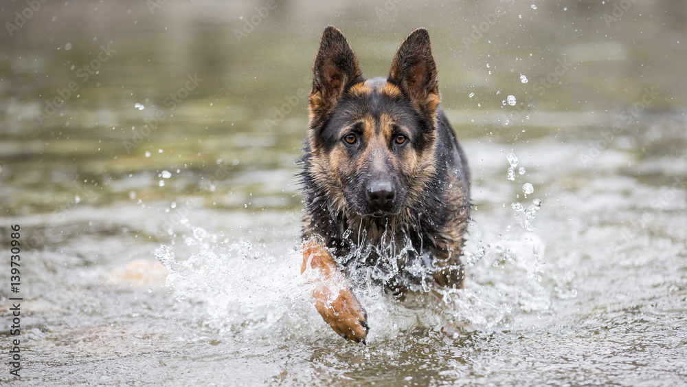 Schaeferhund