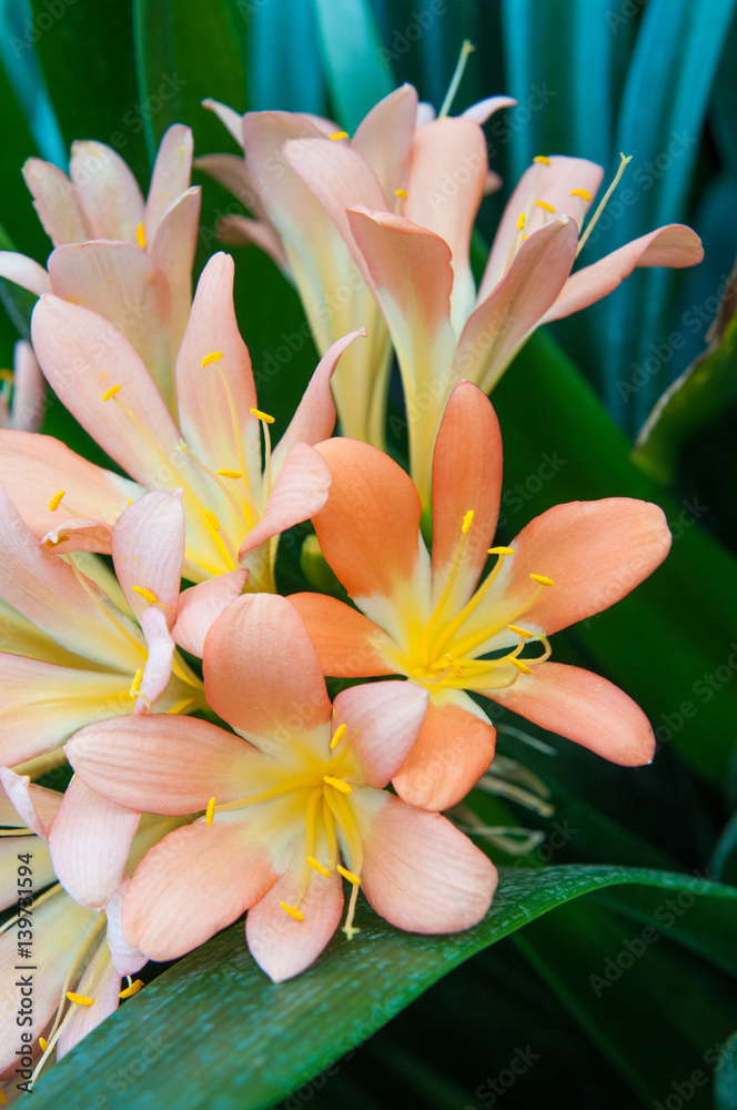 Fototapeta premium Clivia (Clivia miniata)