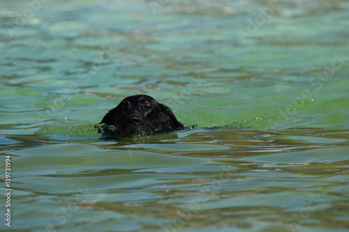Brauner Labrador im Wasser