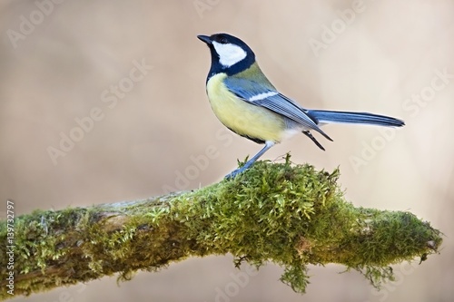 Parus major, Blue tit . Wildlife landscape, titmouse sitting on a branch moss-grown..  Europe, country Slovakia. Meise. photo