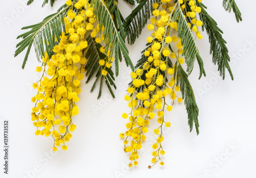 Flowering branches of Mimosa (acacia dealbate) photo