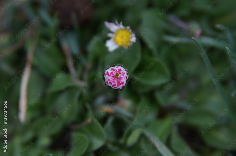 pâquerette en bouton pâquerette en bouton
