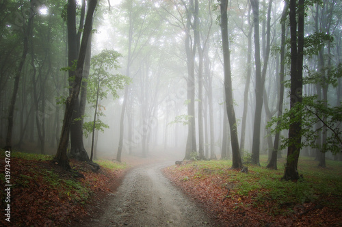 road through misty forest background