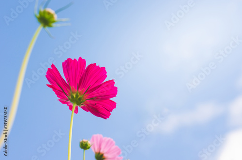 beautiful pink cosmos flower wiht blue sky in the park.