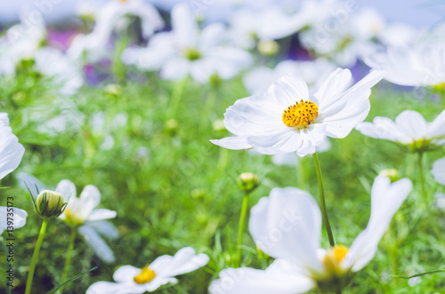 beautiful cosmos flower in the park.