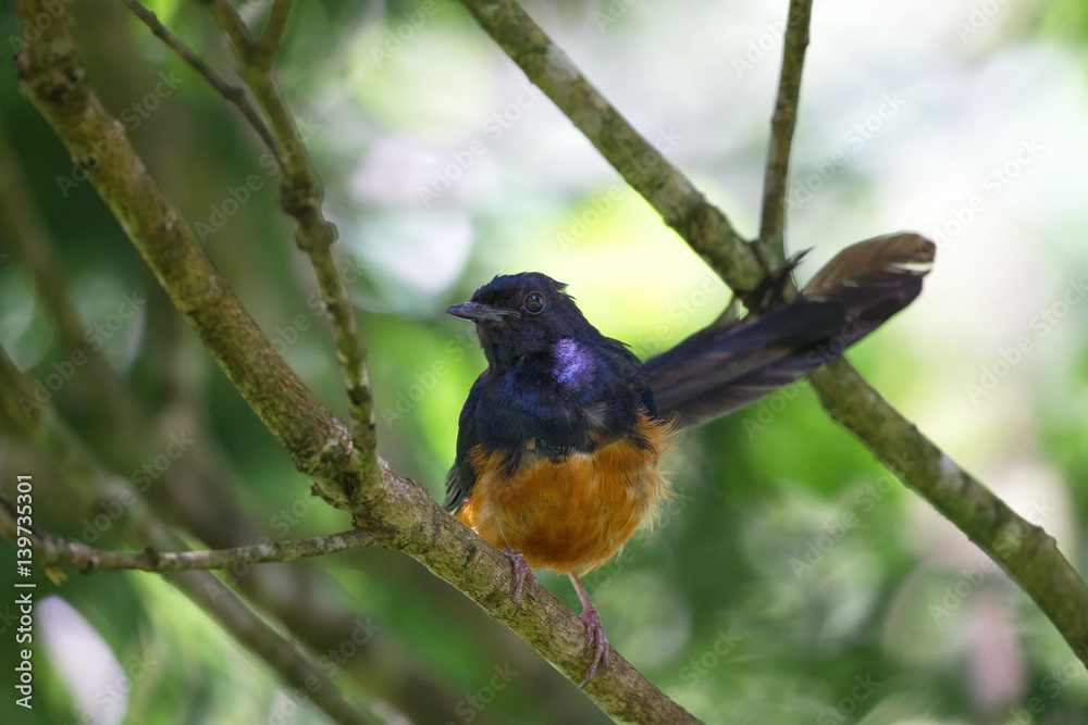 Schamadrossel (Copsychus malabaricus) im Waimea Valley auf Oahu, Hawaii, USA. Schamadrossel (Copsychus malabaricus) im Waimea Valley auf Oahu, Hawaii, USA.