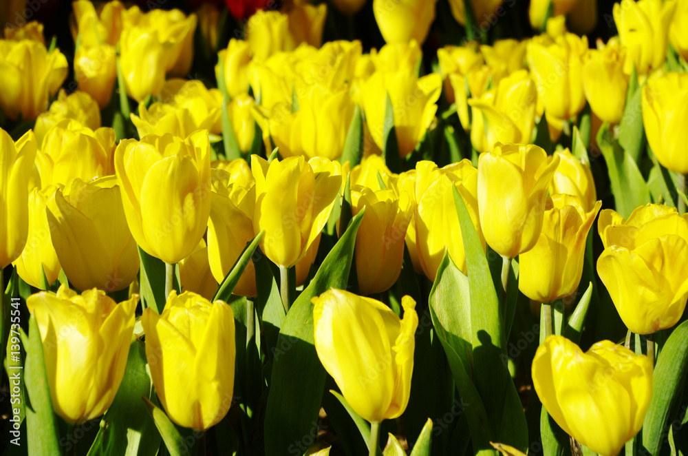 Obraz premium yellow tulip.