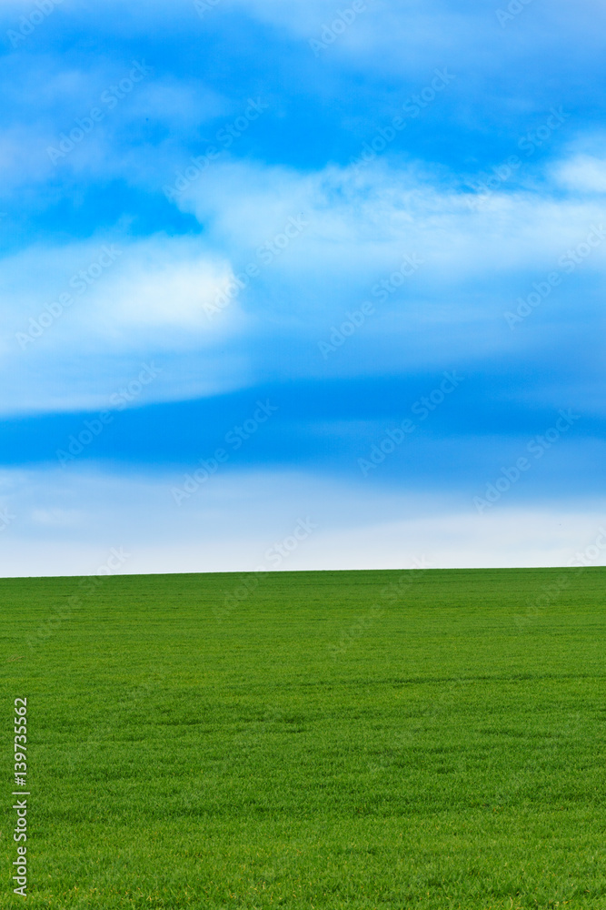 Young green wheat field on a nice spring day Young green wheat field on a nice spring day