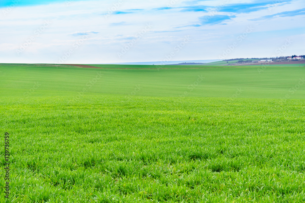 Fototapeta premium Young green wheat field on a nice spring day