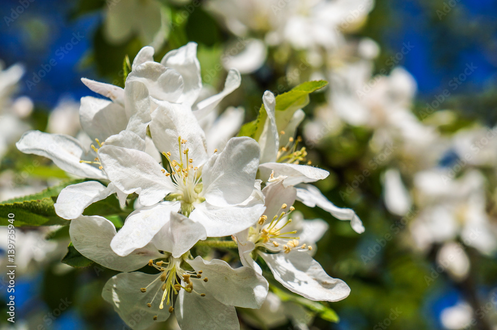 Fototapeta premium Spring flowering Apple trees