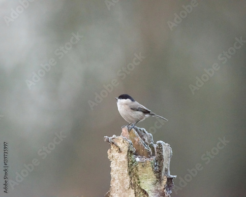 Coal tit bird perched on tree trunk.