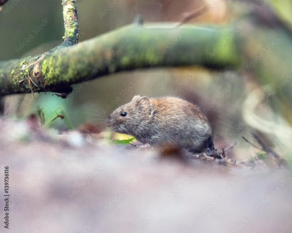 Bank vole (mouse) foraging on forest ground. Bank vole (mouse) foraging on forest ground.