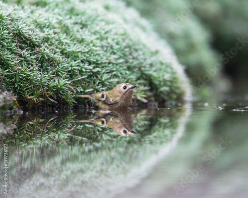 Goldcrest bathing in pond. © ysbrandcosijn