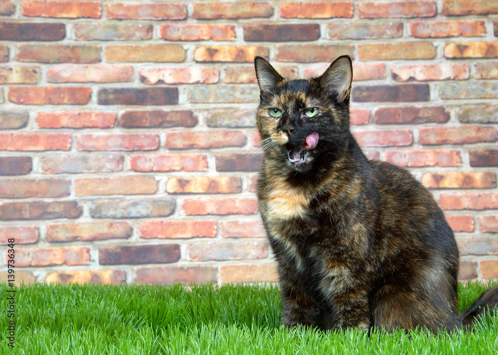 Tortoiseshell Tortie cat laying on grass by brick wall, liking face