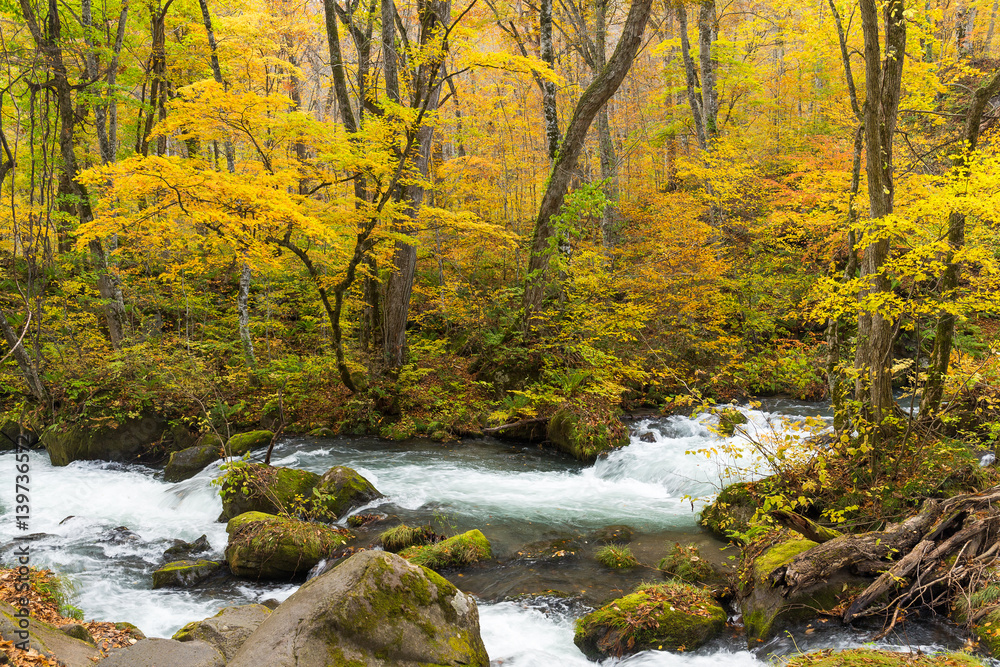 Japanese Oirase Mountain Stream