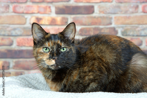 Tortoiseshell Tortie cat laying on sheepskin bed by brick wall looking directly at viewer. Tortoiseshell cats with the tabby pattern as one of their colors are sometimes referred to as a torbie. © sheilaf2002