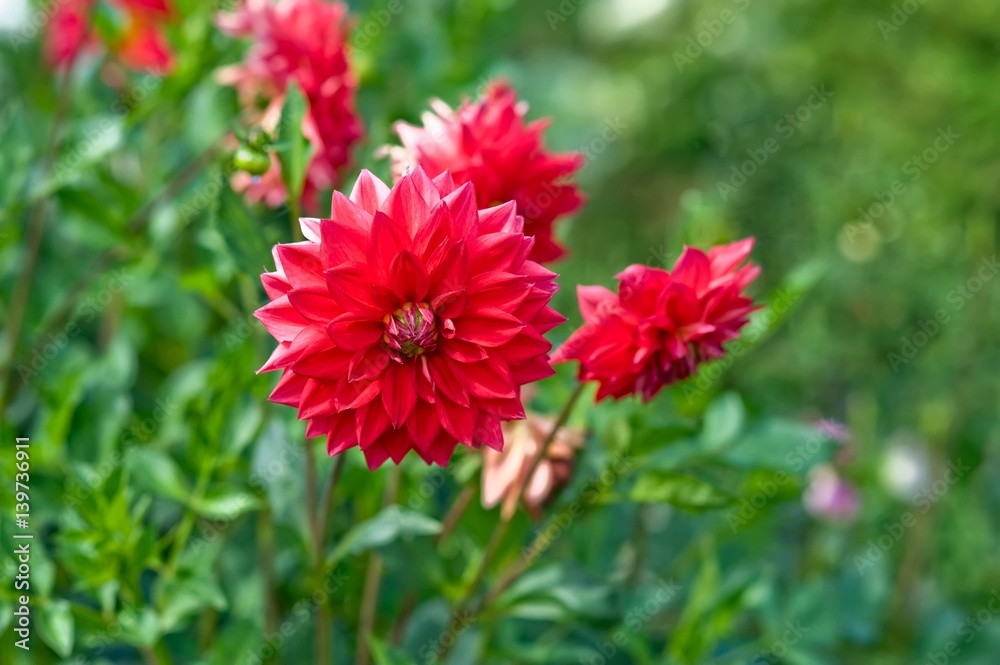 Red Dahlia in garden. Selective Focus. Blurred Background. Red Dahlia in garden. Selective Focus. Blurred Background.