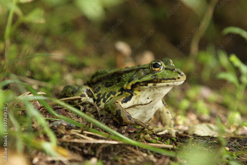 Der Teichfrosch (Rana esculenta) Der Teichfrosch (Rana esculenta)