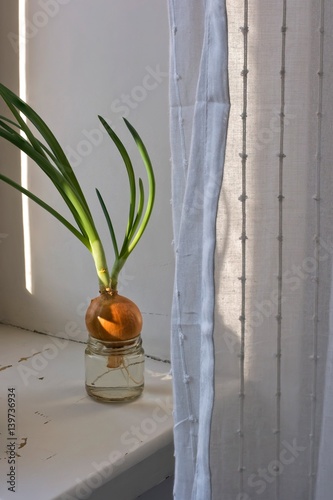 Green onion growing in a glass jar with water on a wooden windowsill at home. Scandinavian home style, simple lifestyle. Hipster home decoration.