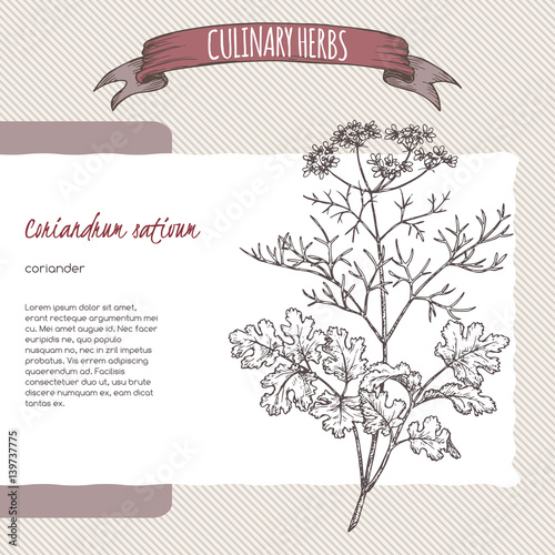 Coriander aka cilantro hand drawn sketch.