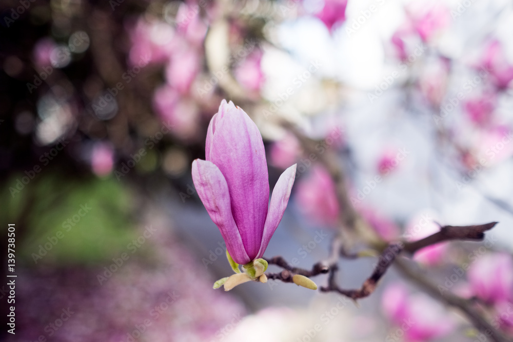 Close-up of a flower of a magnolio grandiflora (bull bay), blooming in winter