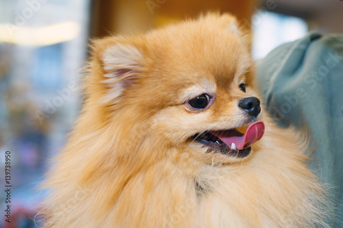 Portrait miniature lapdog Pomeranian solar color. The love of home decorative dog.