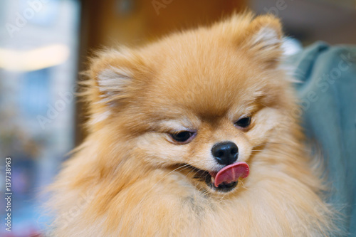 Portrait miniature Pomeranian smiling. The love of home decorative dogs. 