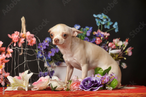 Chihuahua and flowers in the studio on a dark background photo