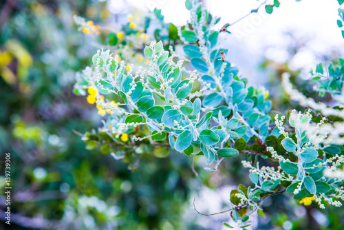 Leaf of Queenland Silver Wattle Plant photo