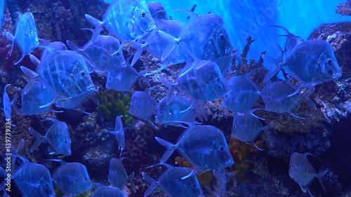 Dangerous fish Selene in search of a victim. Fish slowly swimming in the aquarium. Selene vomer