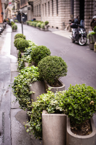 small green bushes along the street