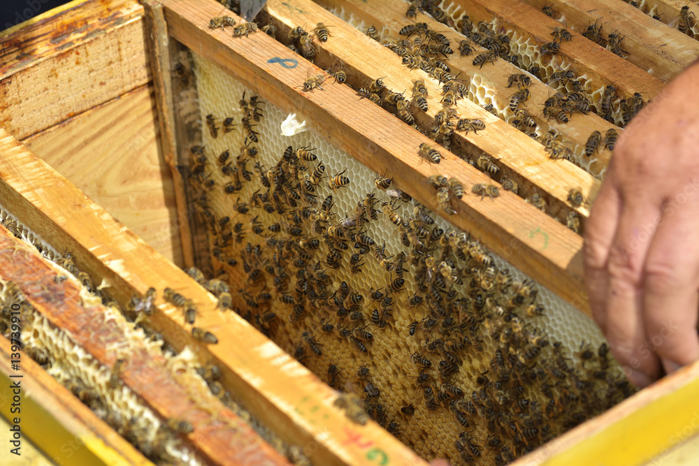Work bees in hive Bees convert nectar into honey and close it in the honeycomb Work bees in hive Bees convert nectar into honey and close it in the honeycomb