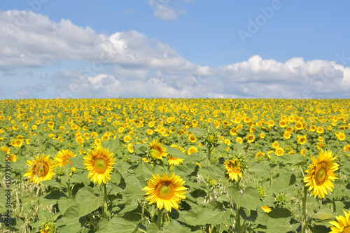 Sunflowers