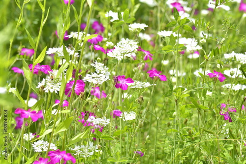 pink meadow wild flower on green grass natural background in field.