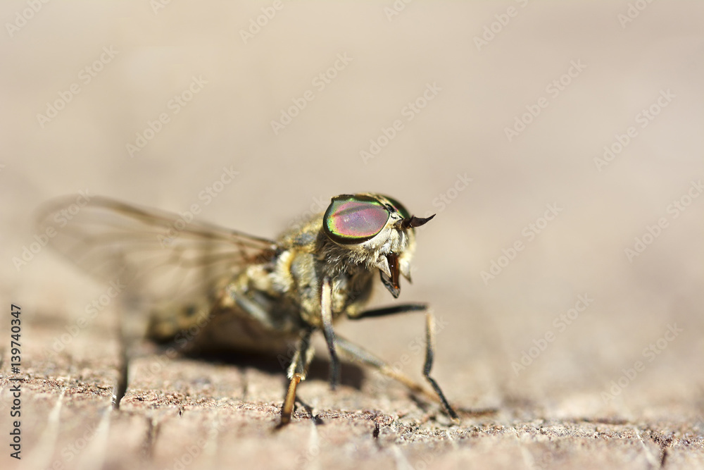 True macro fly True macro fly