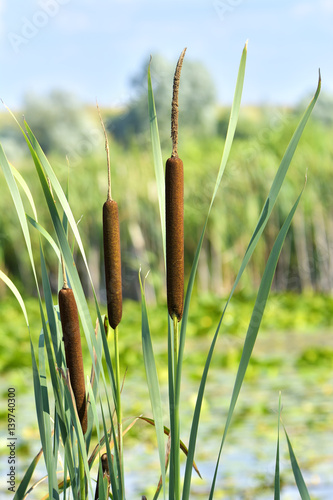 wetland-plant Typha latifolia, the Broadleaf cattail - from the cattail family Typhaceae