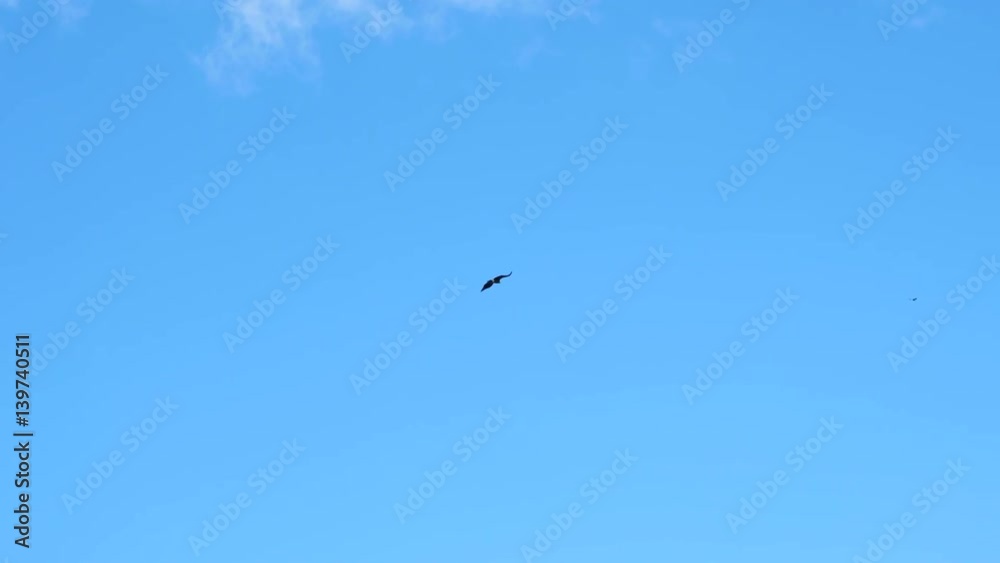 eagle flying the the clear blue sky eagle flying the the clear blue sky