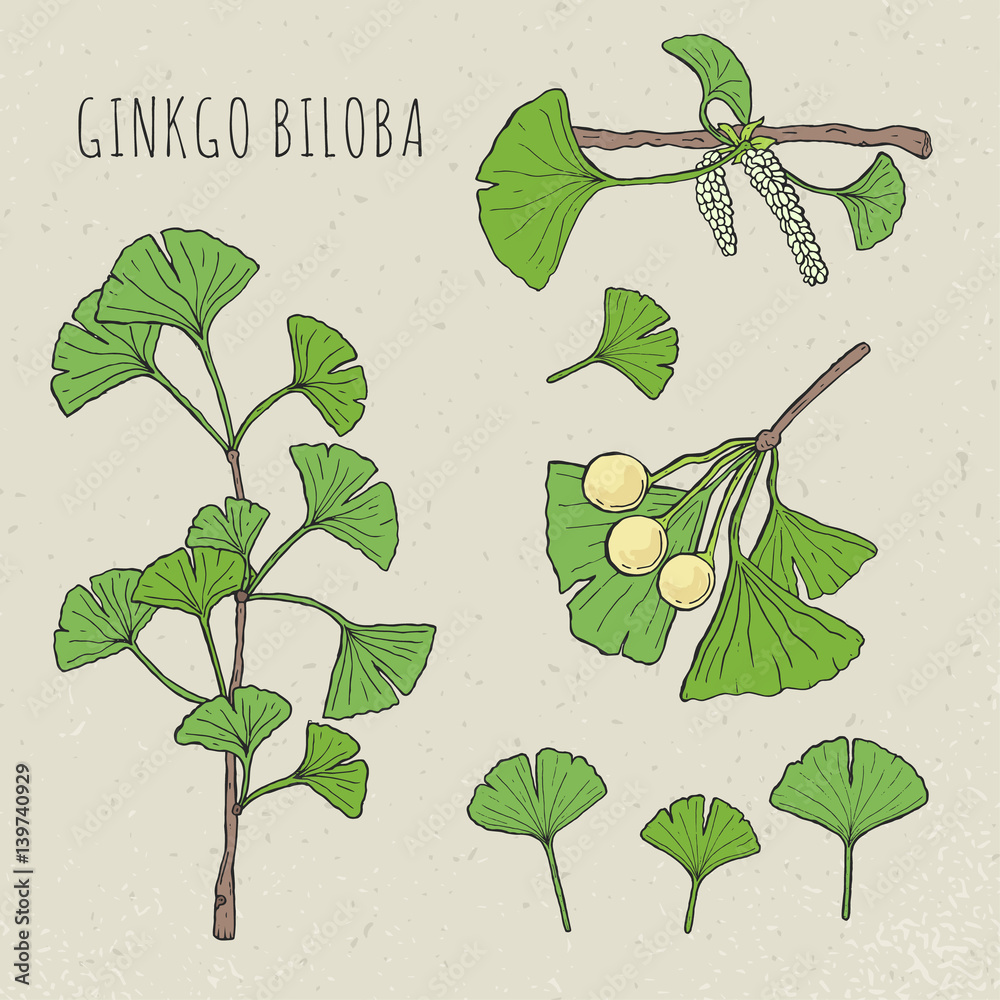 Collection ginkgo biloba isolated leaves, on a branch berry . Set medical,  botanical plant. Vector sketch hand drawn illustration. Stock Vector |  Adobe Stock