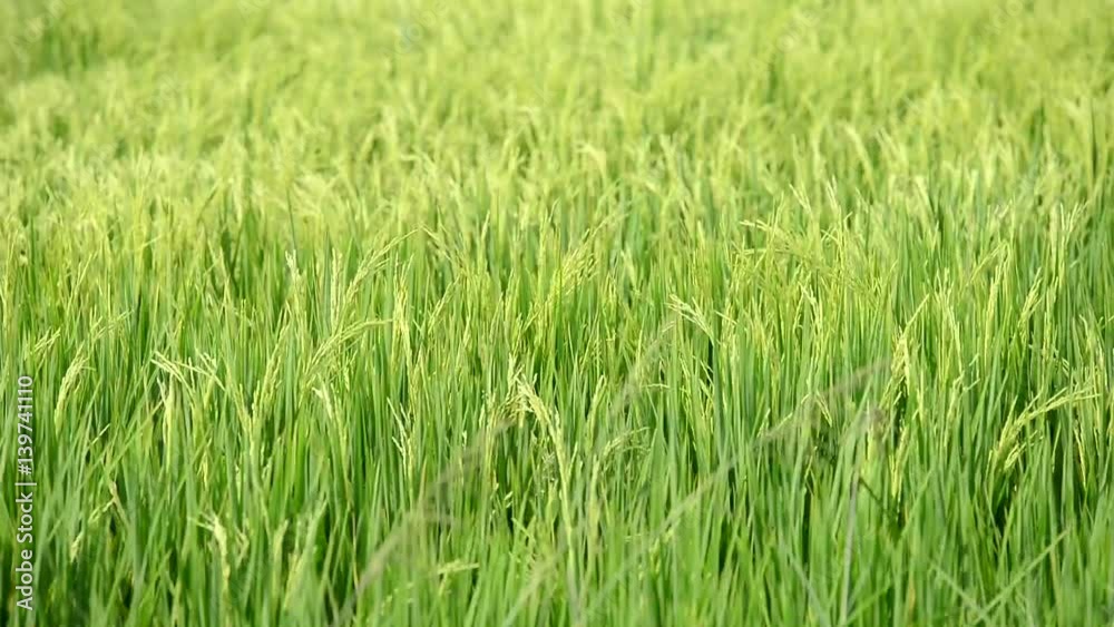 paddy rice field with windy paddy rice field with windy