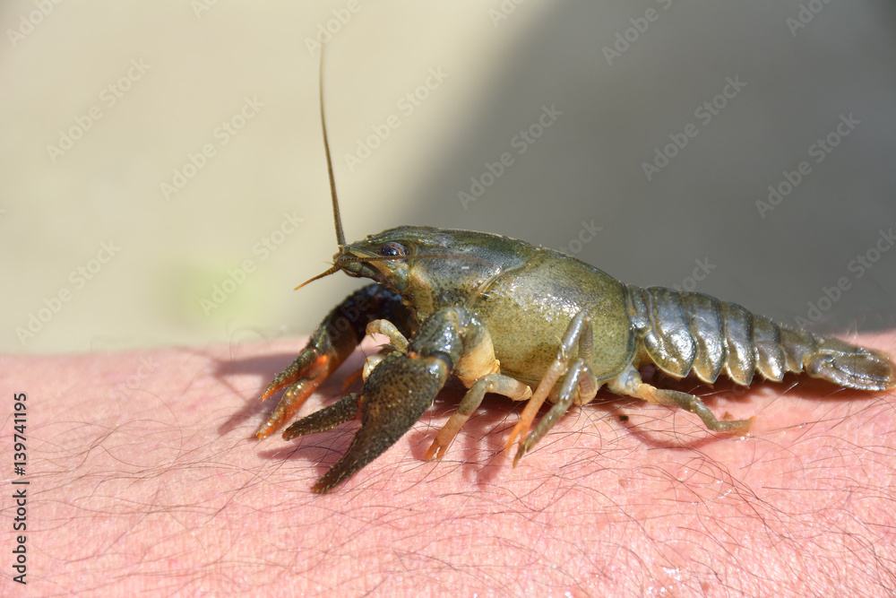 little crayfish ( Astacus astacus ) on hand little crayfish ( Astacus astacus ) on hand