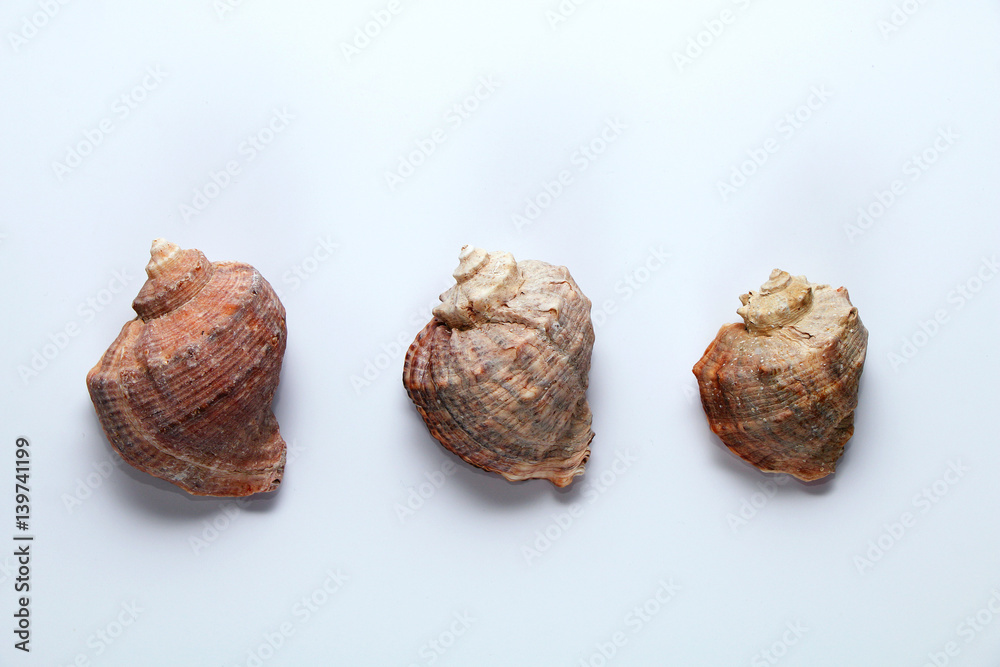 Sea shells on a white background. Sea shells on a white background.